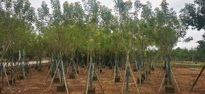 黄花槐5-10公分大量出售