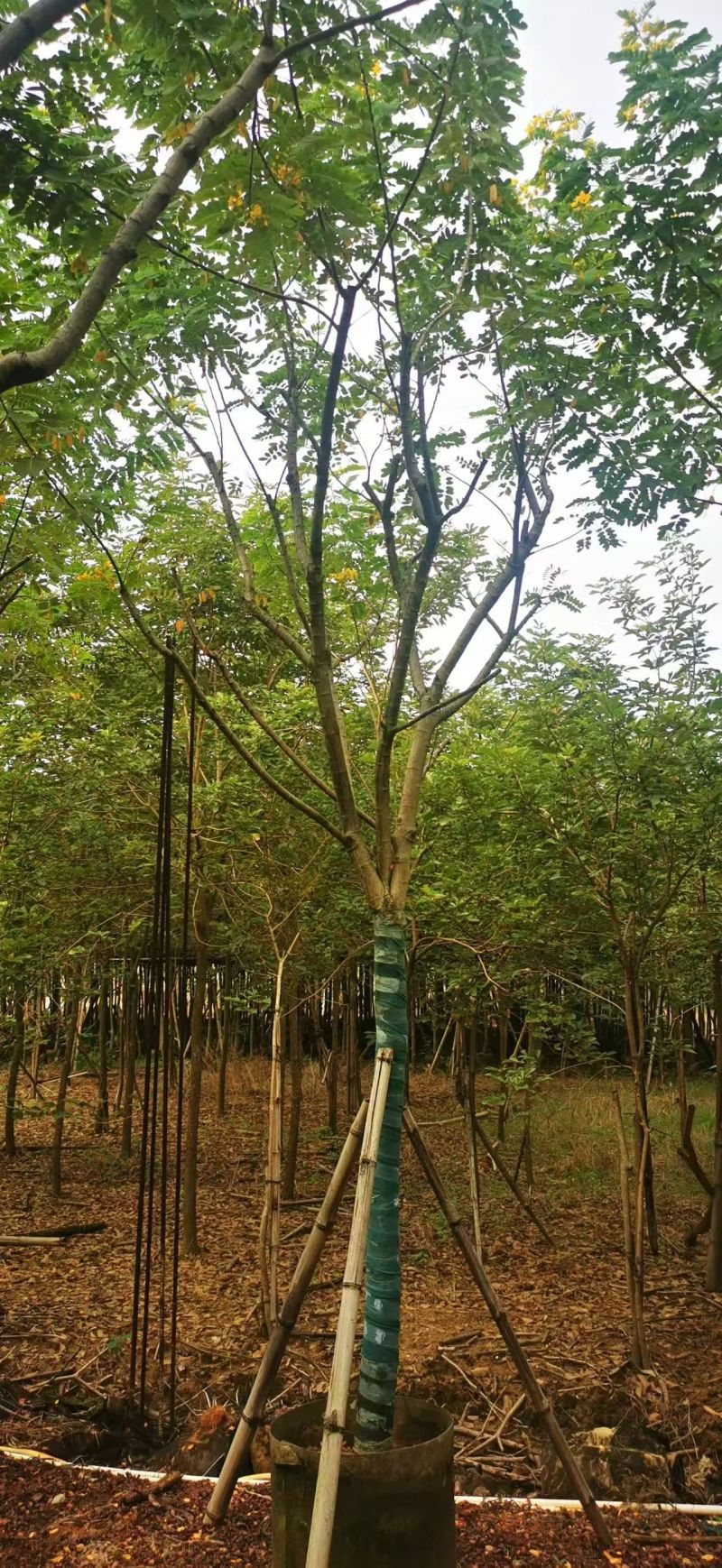 黄花槐5-10公分大量出售