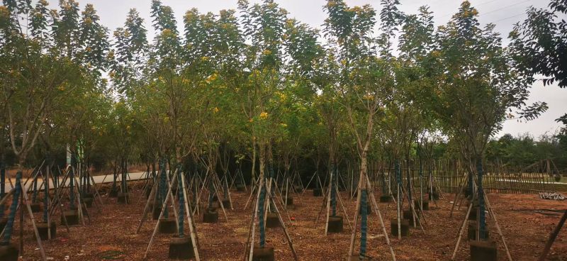 黄花槐5-10公分大量出售
