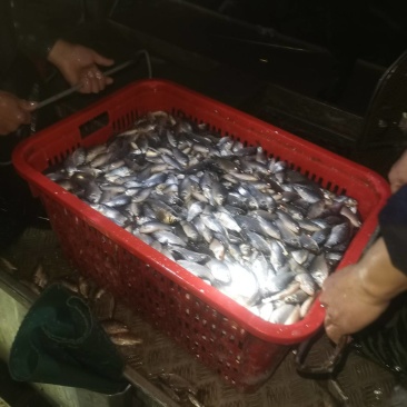 20—40个一斤的小鲫鱼，大量现货包送到塘口，