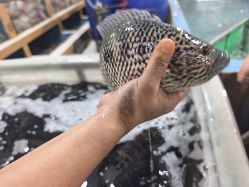 吊水花斑鱼活鱼现发，产地直发，质量优，价格实惠，