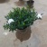 河南栀子花苗种植基地，百亩栀子花基地，诚信经营，量大从优