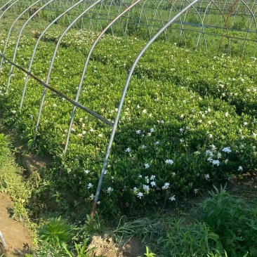 河南栀子花苗种植基地，百亩栀子花基地，诚信经营，量大从优