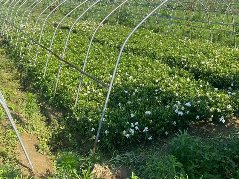 河南栀子花苗种植基地，百亩栀子花基地，诚信经营，量大从优