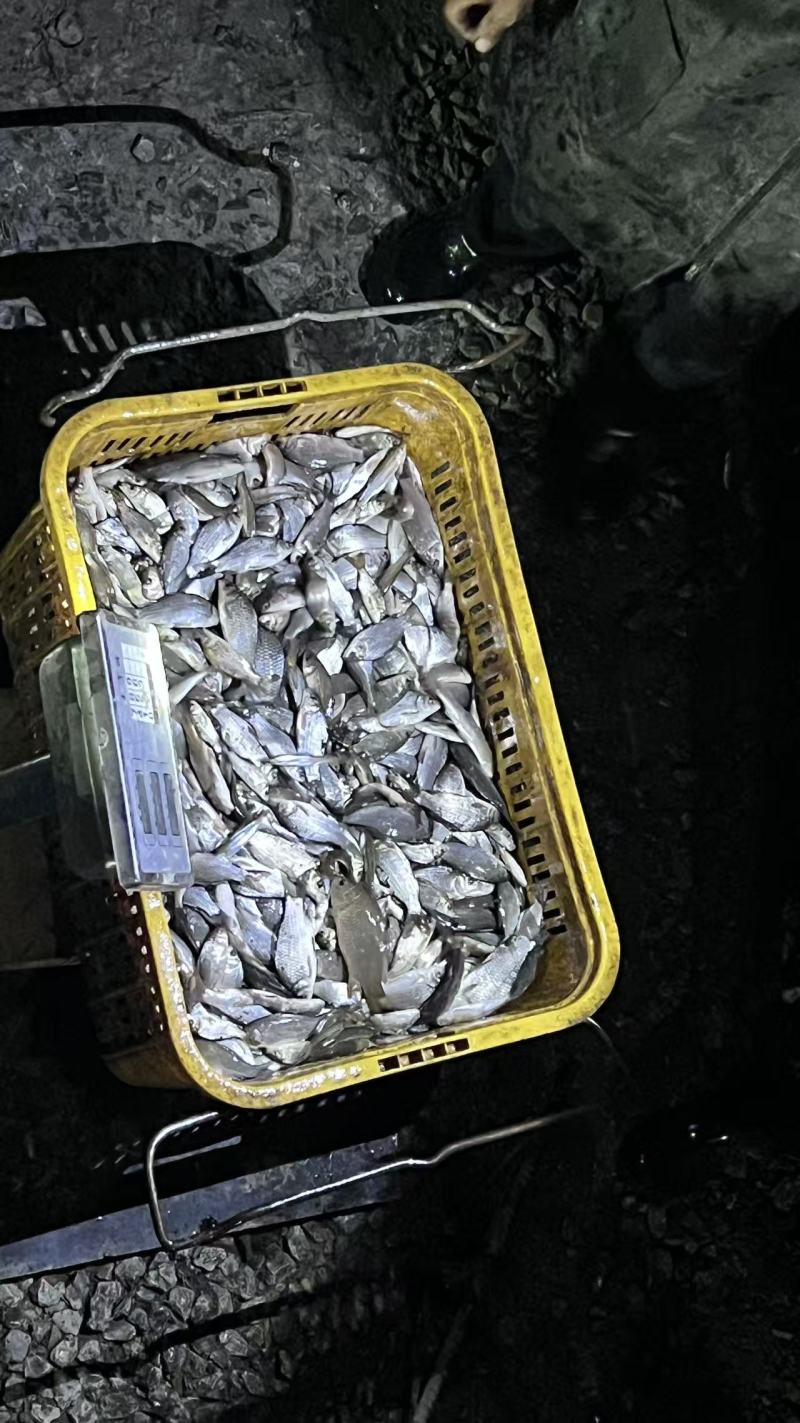 20—40个一斤的小鲫鱼，大量现货包送到塘口，