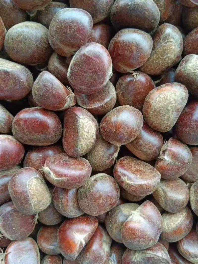 精品迁西板栗大量供应货源充足，量大，一手货源，欢迎咨询