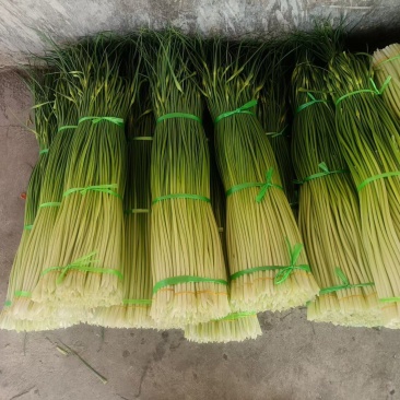 白帽鲜蒜薹，诚信经营产地直发，新鲜蒜薹，大量批发。。。