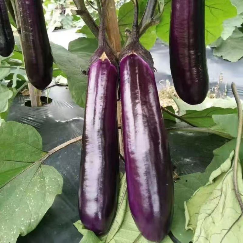 紫茄子苗大量上市，一手货源，基地直发，品质保障，价格美丽
