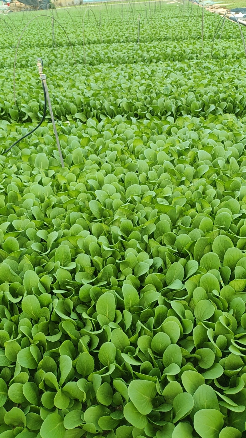 深圳鸡毛菜基地！长年每天新货供应！深圳现割每天从深圳发货