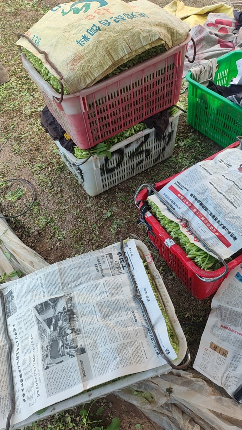 深圳鸡毛菜基地！长年每天新货供应！深圳现割每天从深圳发货