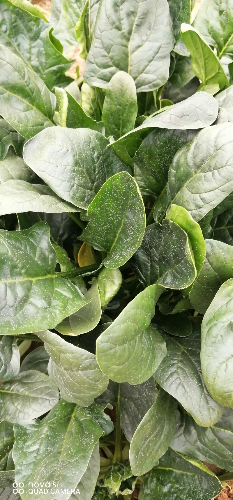 菠菜
