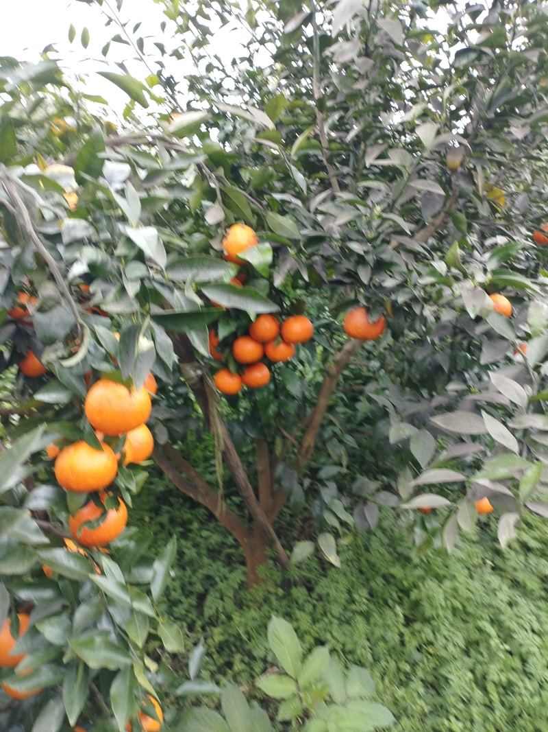 生态沃柑