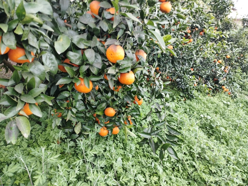 生态沃柑