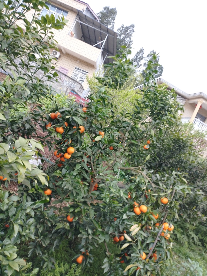 生态沃柑