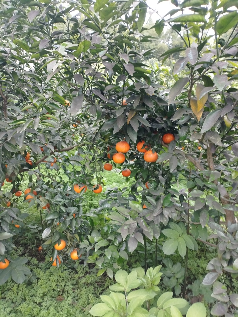 生态沃柑