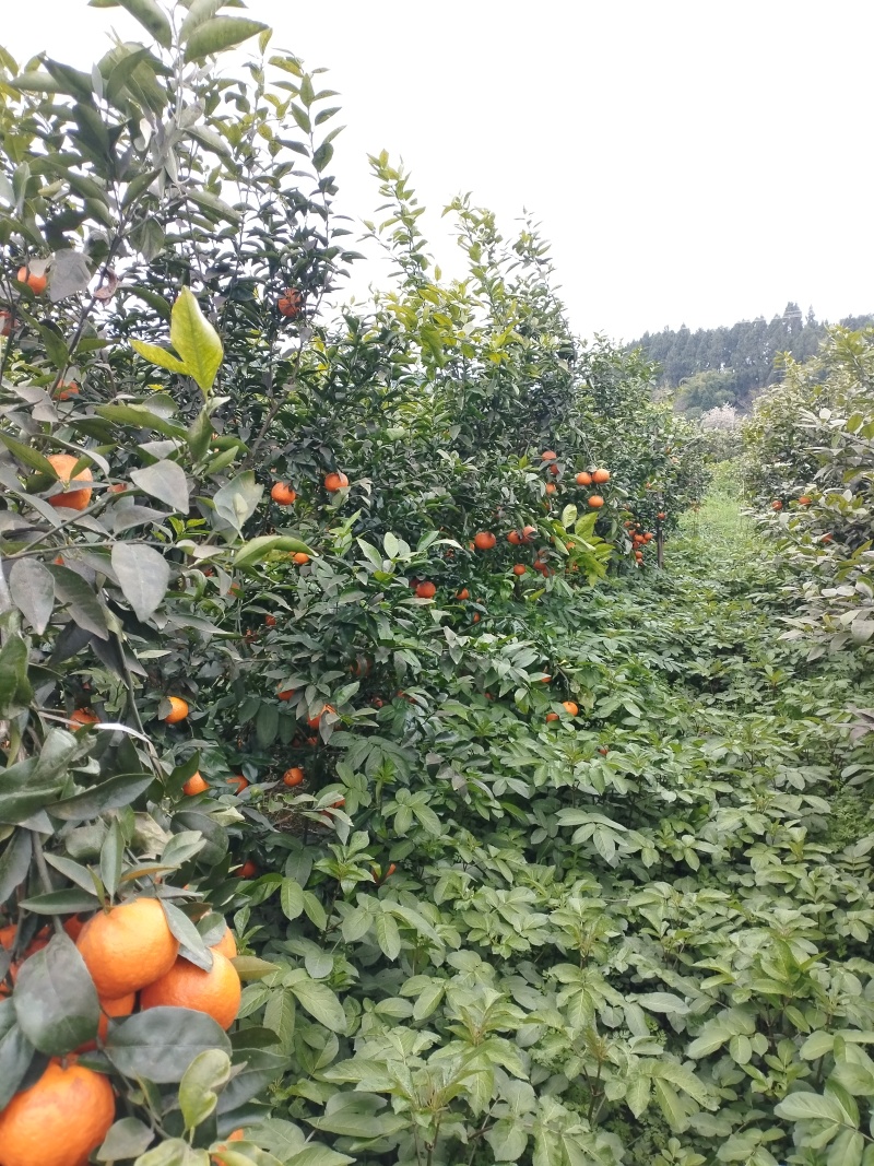 生态沃柑