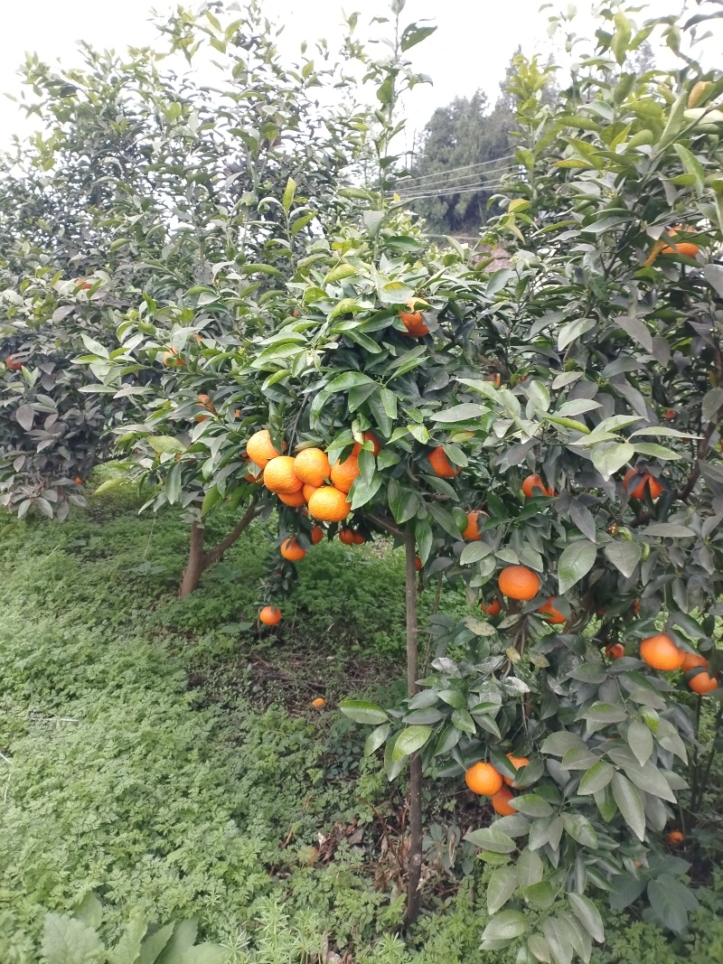 生态沃柑