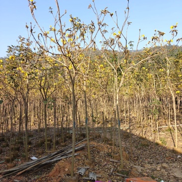 苗基地3-15公分黄花风铃木，低价出售，一棵批发