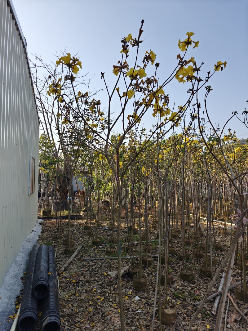 苗基地3-15公分黄花风铃木，低价出售，一棵批发