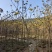 苗基地3-15公分黄花风铃木，低价出售，一棵批发