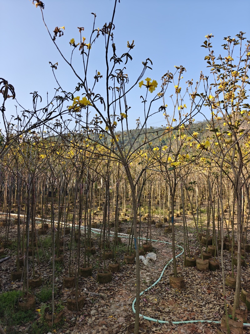 苗基地3-15公分黄花风铃木，低价出售，一棵批发