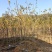 苗基地3-15公分黄花风铃木，低价出售，一棵批发
