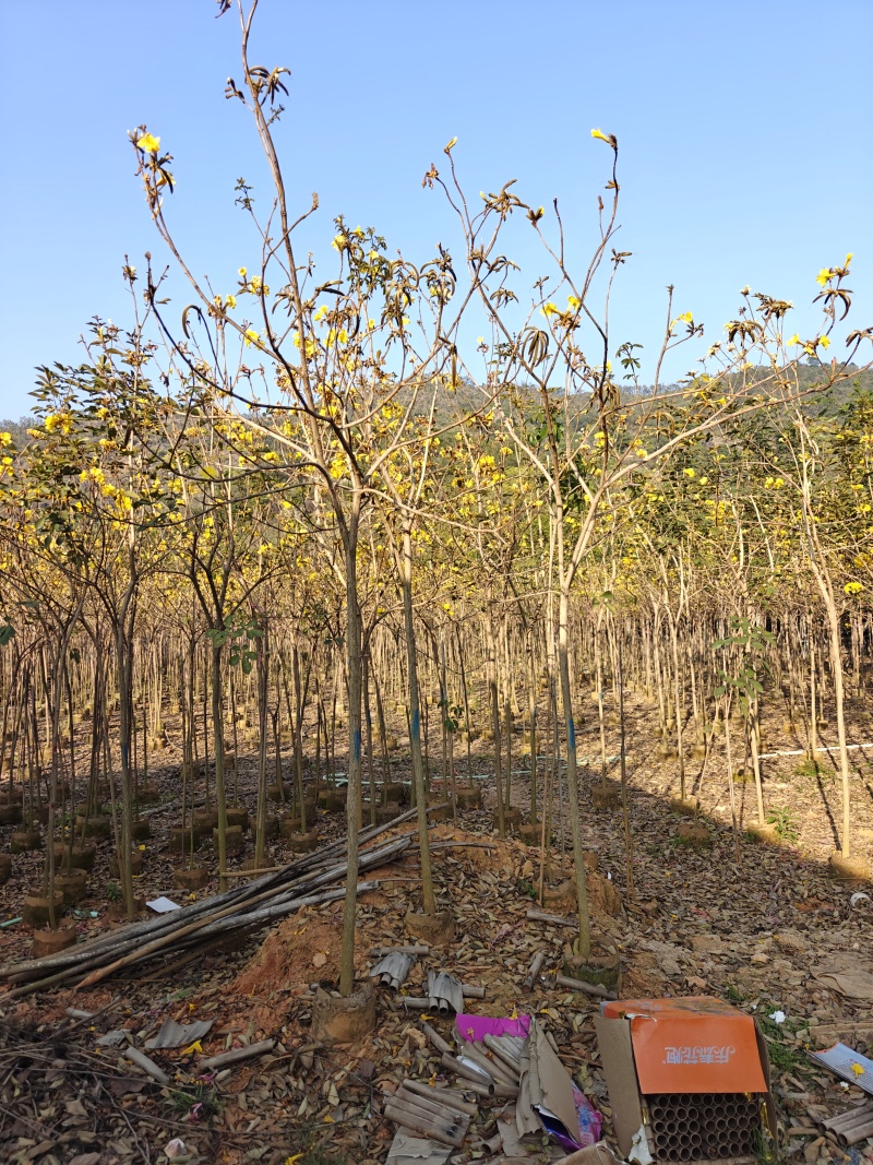 苗基地3-15公分黄花风铃木，低价出售，一棵批发
