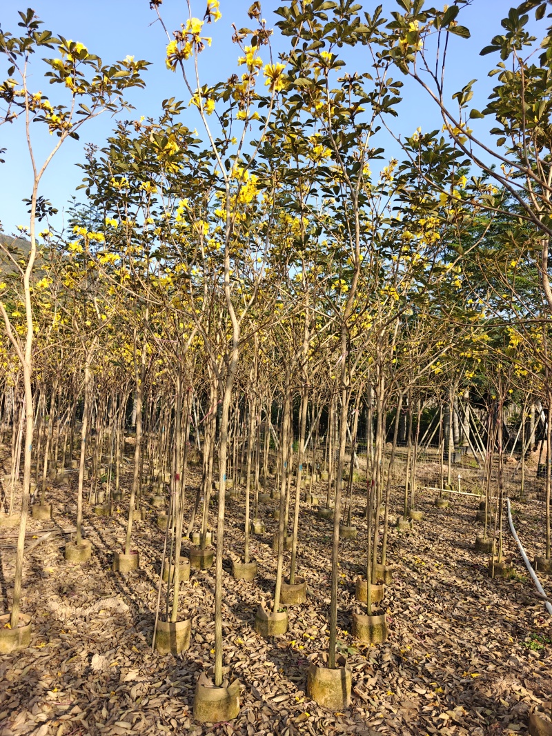 苗基地3-15公分黄花风铃木，低价出售，一棵批发