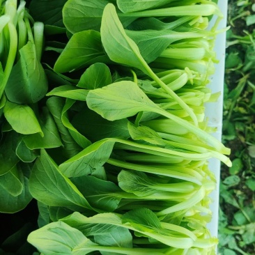 深圳鸡毛菜基地！长年每天新货供应！深圳现割每天从深圳发货