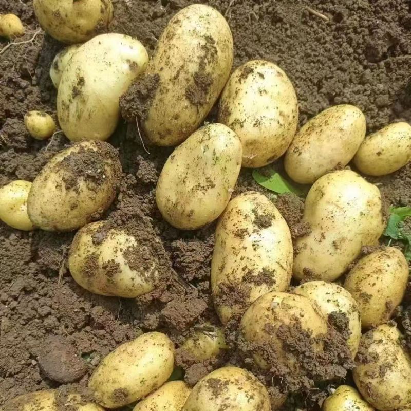 黄心土豆云南土豆大量现货供应，品种齐全，对接电商市场批发