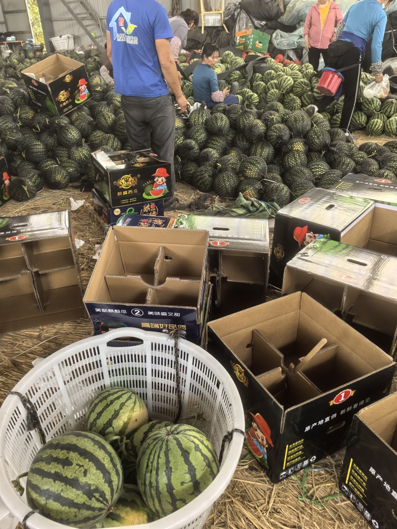 美都麒麟西瓜—按需做货按需包装—产地整车直供—保质保量。