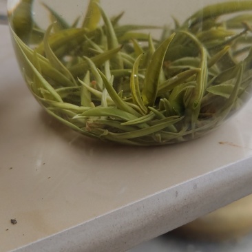 湘西黄金茶