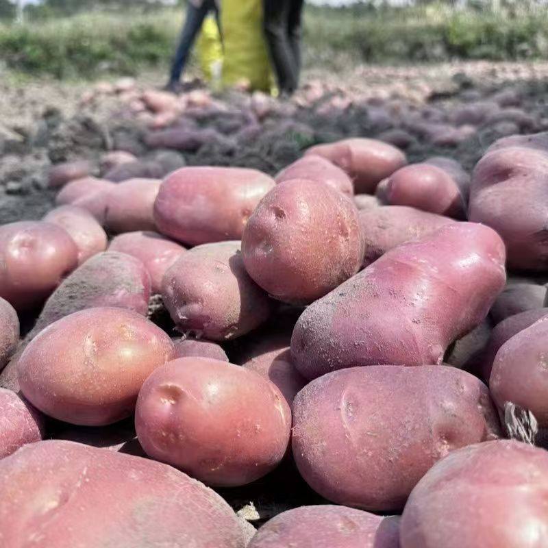 红皮土豆云南土豆大量现货供应，价格可谈，量大从优视频看货