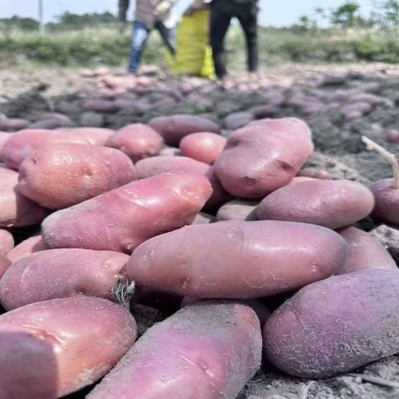 红皮土豆云南土豆大量现货供应，价格可谈，量大从优视频看货