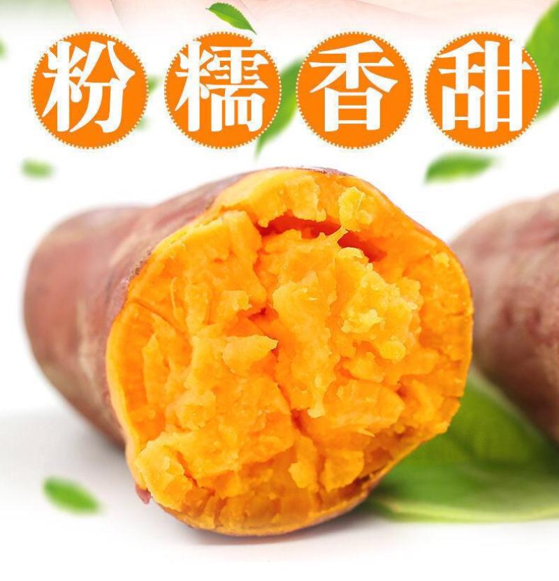 云南高原红薯沙地种植软糯香甜糖心蜜薯新鲜现挖红薯番薯