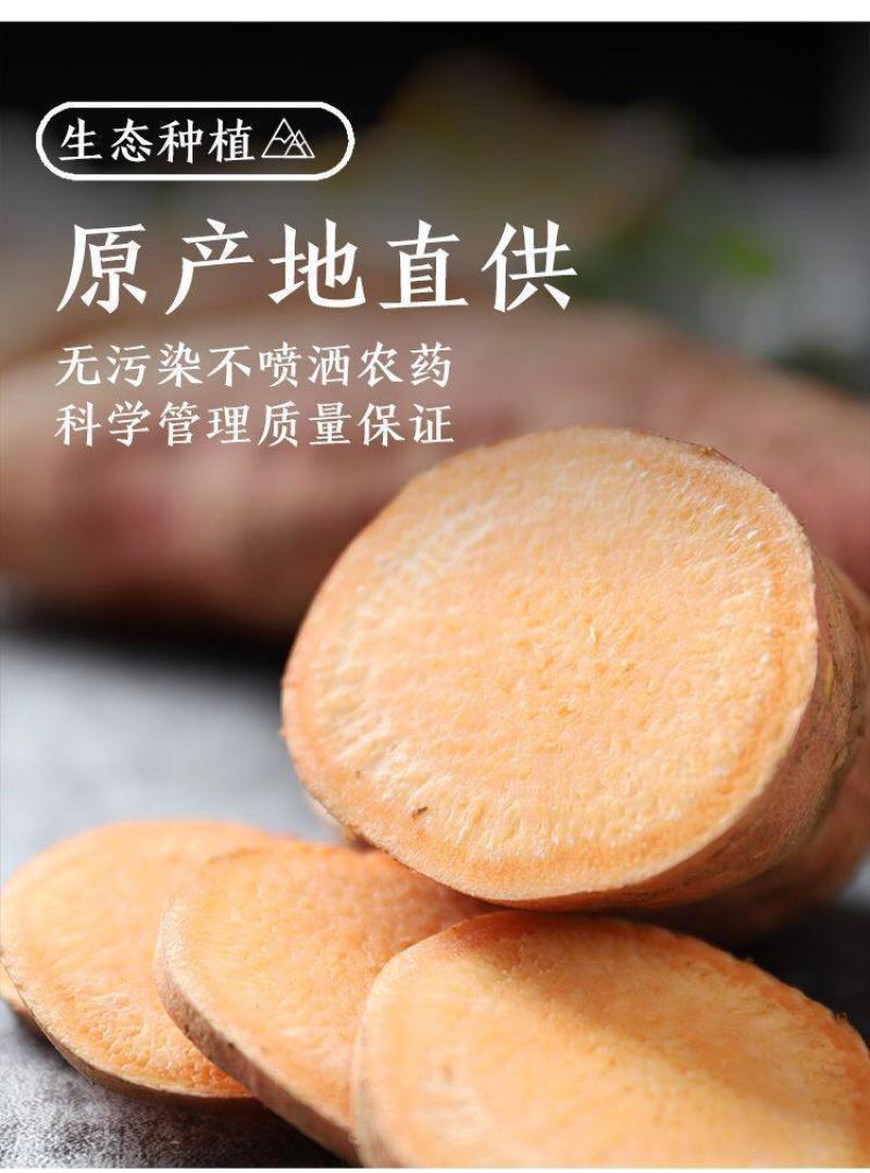 云南高原红薯沙地种植软糯香甜糖心蜜薯新鲜现挖红薯番薯