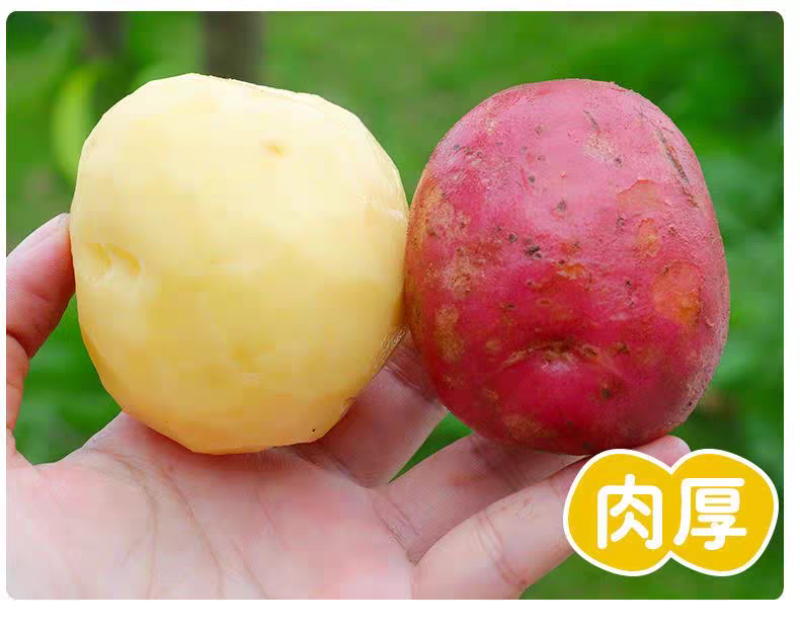 新鲜云南红皮土豆黄心大农家红洋芋蔬菜现挖现发新鲜蔬菜高山