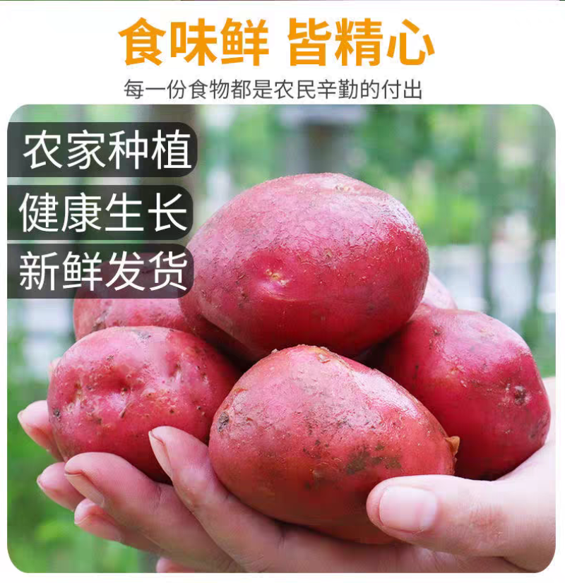 新鲜云南红皮土豆黄心大农家红洋芋蔬菜现挖现发新鲜蔬菜高山