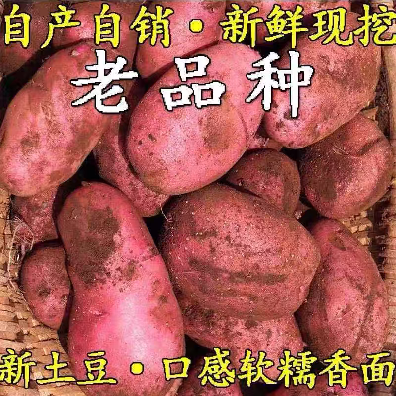 新鲜云南红皮土豆黄心大农家红洋芋蔬菜现挖现发新鲜蔬菜高山