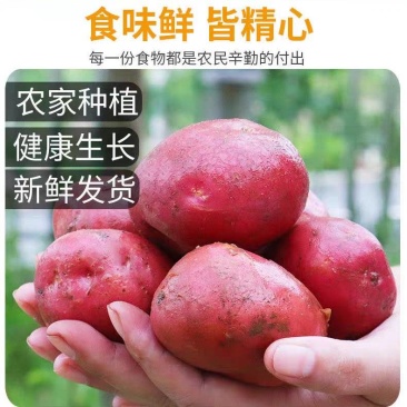新鲜云南红皮土豆黄心大农家红洋芋蔬菜现挖现发新鲜蔬菜高山