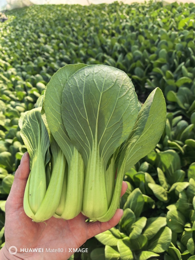上海青/产区直发/货源充足/大量有货/欢迎选购