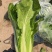 毛白菜/产区直发/货源充足/大量现货/欢迎选购