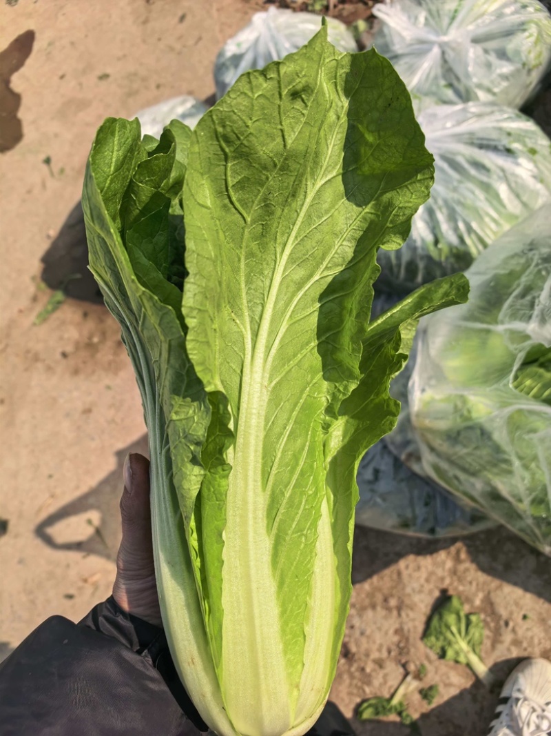 毛白菜/产区直发/货源充足/大量现货/欢迎选购