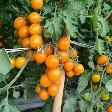 黄圣女果香芒皇后
