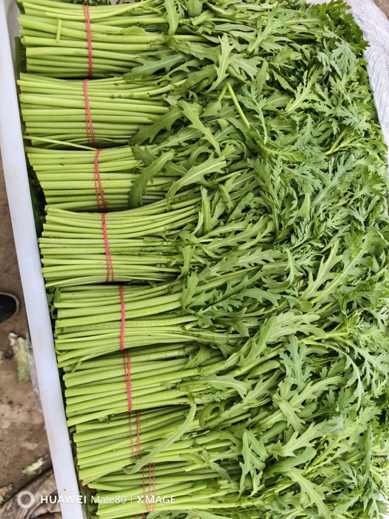 茼蒿/产区直发/大量有货/货源充足/欢迎选购