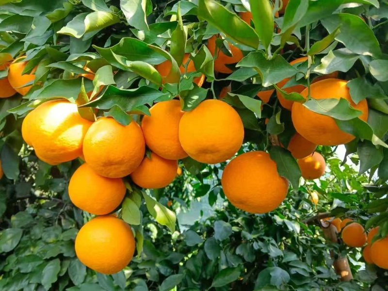 青见柑橘