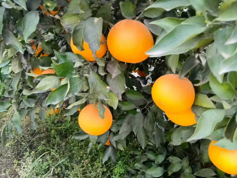 青见柑橘