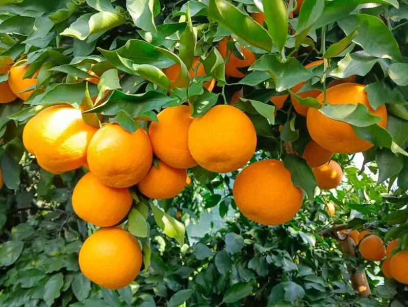 青见柑橘