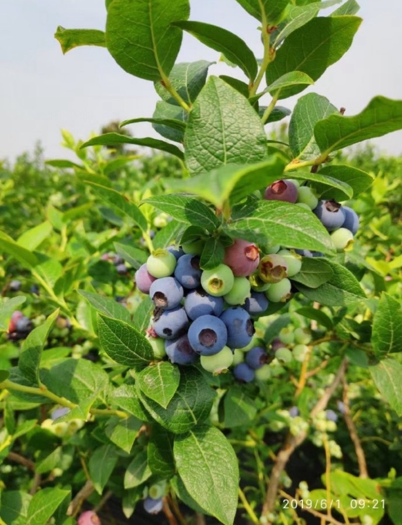 L25花香蓝莓产地直销，量大从优，保质保量，电联价格可谈
