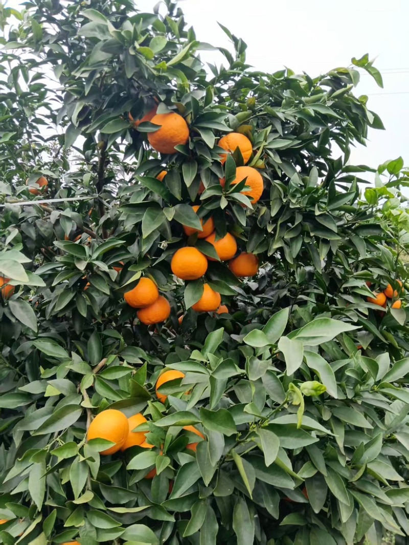 沃柑
